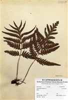 藏品(東方狗脊蕨)的圖片